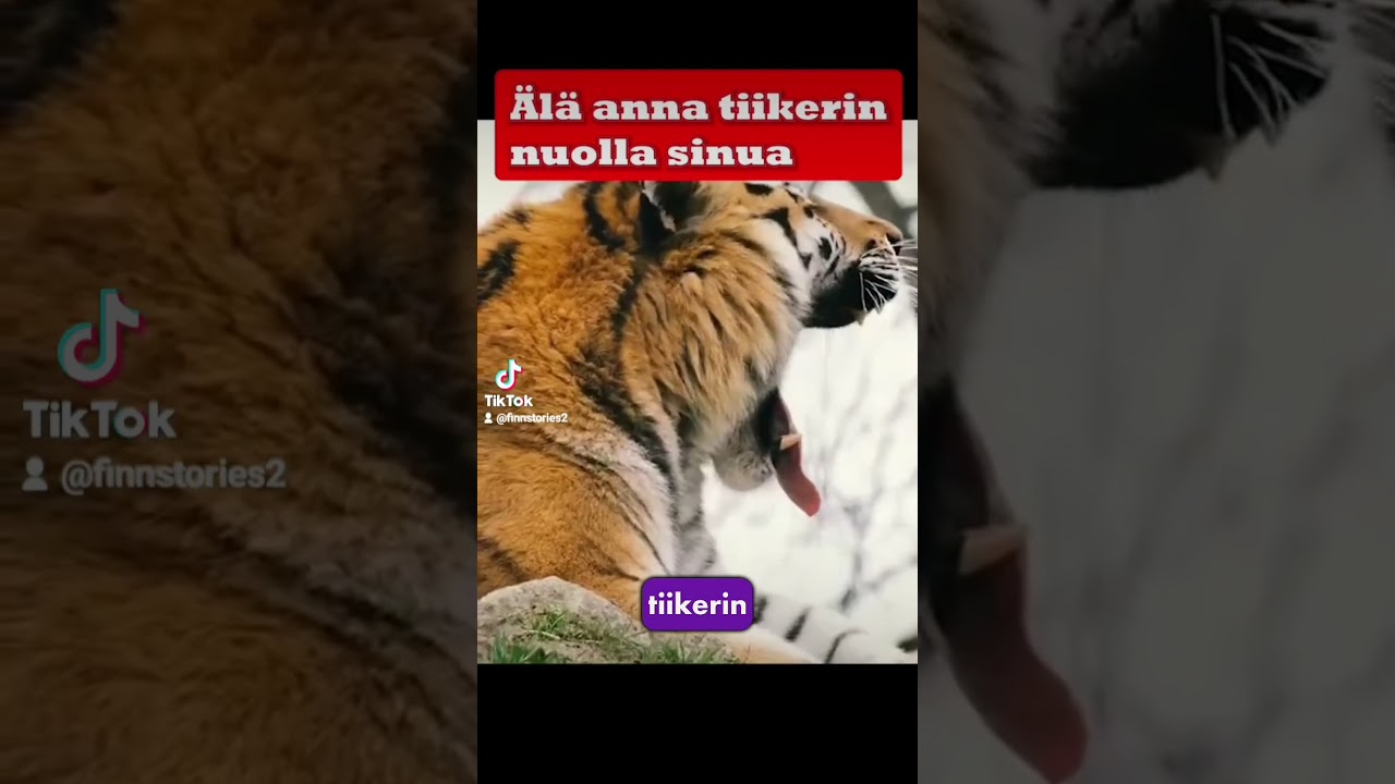 &Auml;l&auml; anna tiikerin nuolla sinua 🐯😰