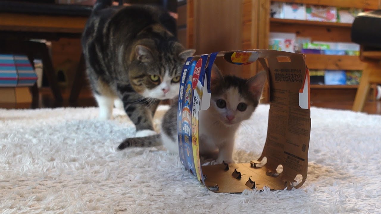 初めてビール箱をもらった子ねこ。-Kitten Miri got a beer box for the first time.-