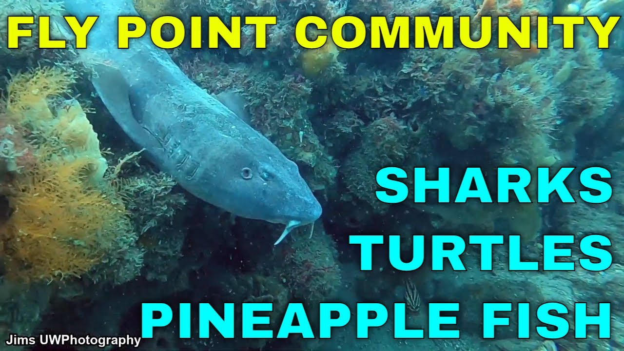 FLY POINT FISH COMMUNITY: pt1 scuba diving Nelson Bay