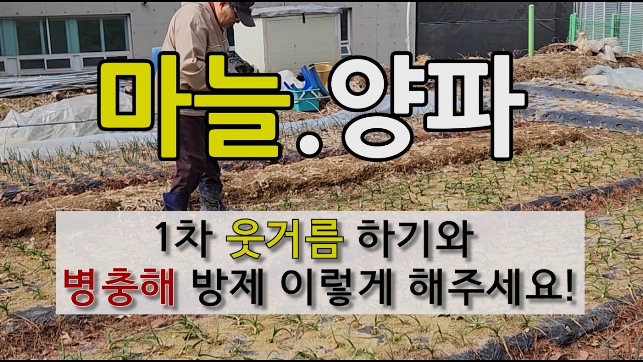 마늘 양파 1차 웃거름 하기와 병충해 방제 이렇게 해주세요! #마늘 양파 1차 웃거름하는 시기 #마늘 양파 웃거름에 좋은 비료.