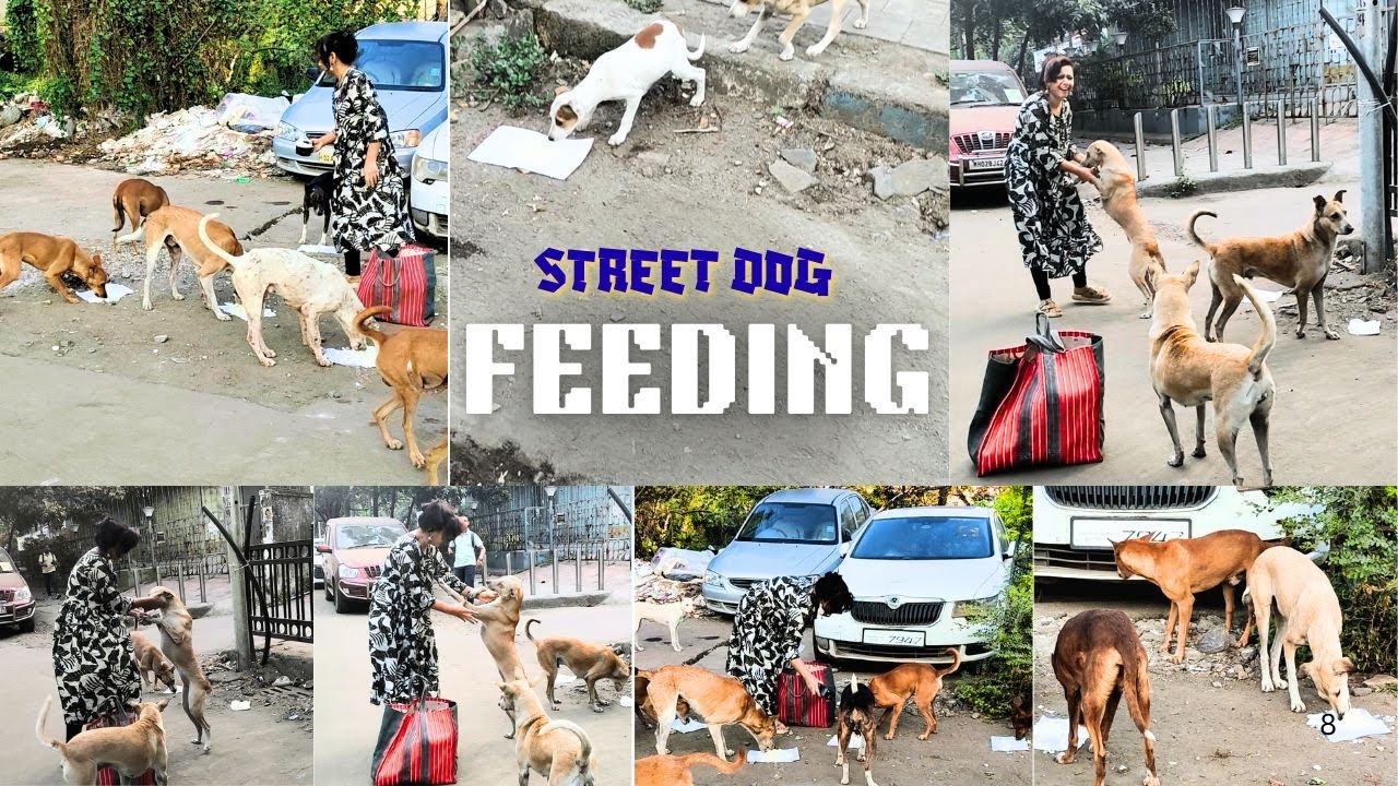 Street Dogs Waiting For Food &mdash; This Broke My Heart 🥺🐶