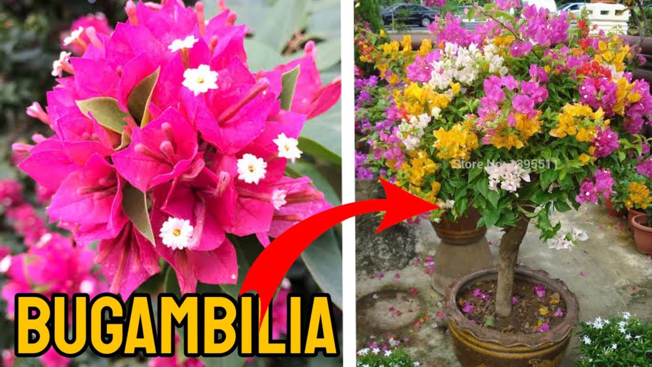 Bugambilia reproducción por esquejes