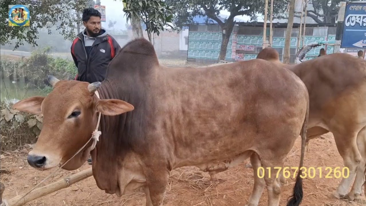 @ 23 January 2026|| ঢাকায় খামারীর কিনে নেওয়া কুরবানির বড় বড় ষাঁড় গরু||