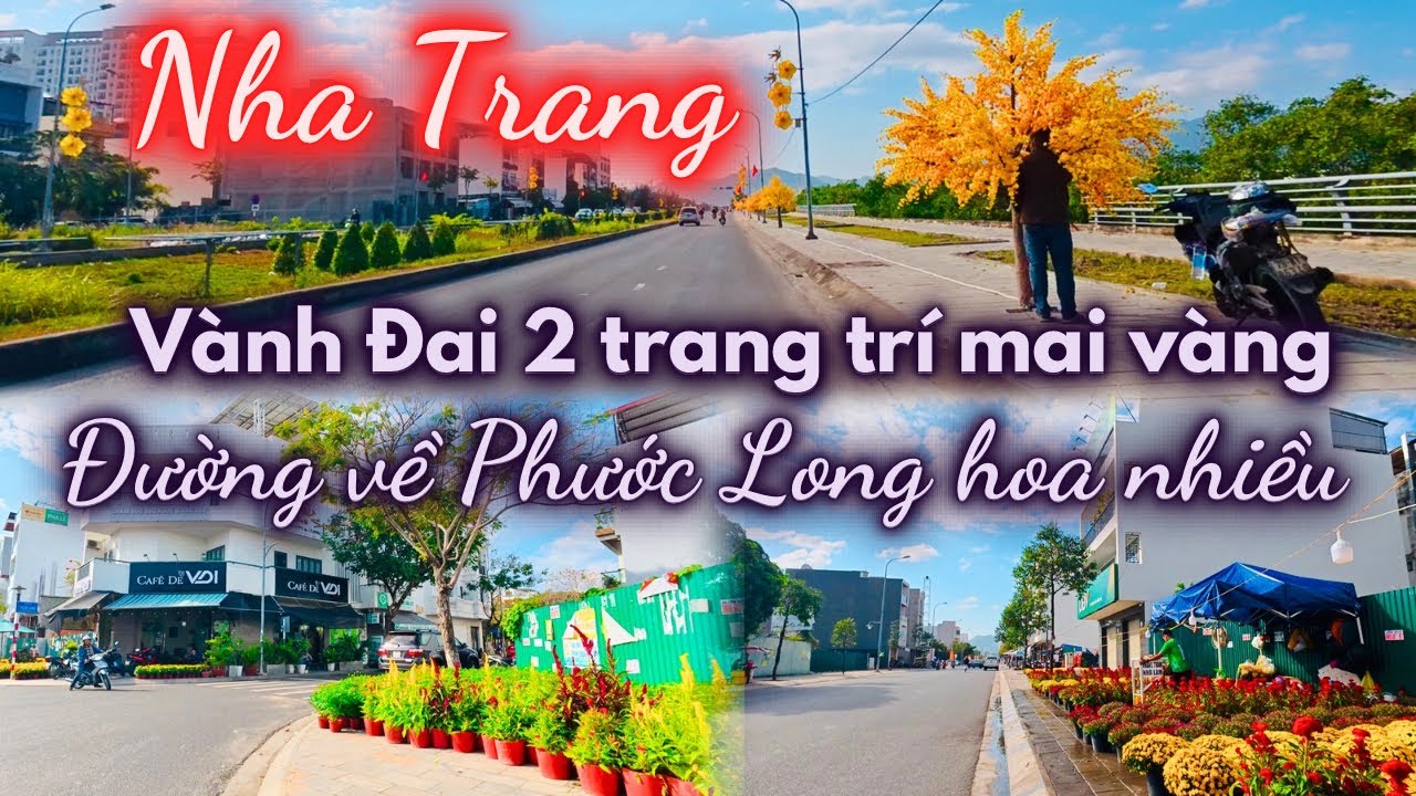 La cà Nha Trang ngày 21 tháng chạp , Đường Vành Đai 2 trang trí cây mai đón Tết 