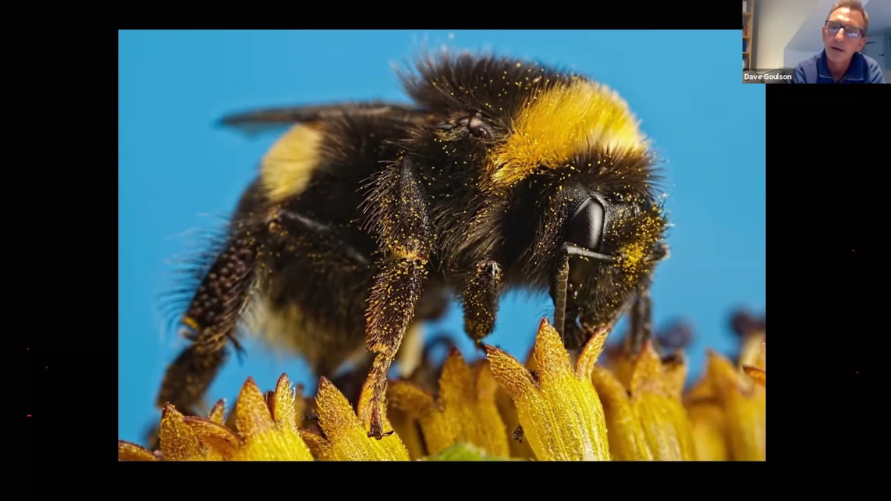 Gardening for Bumblebees with Prof Dave Goulson