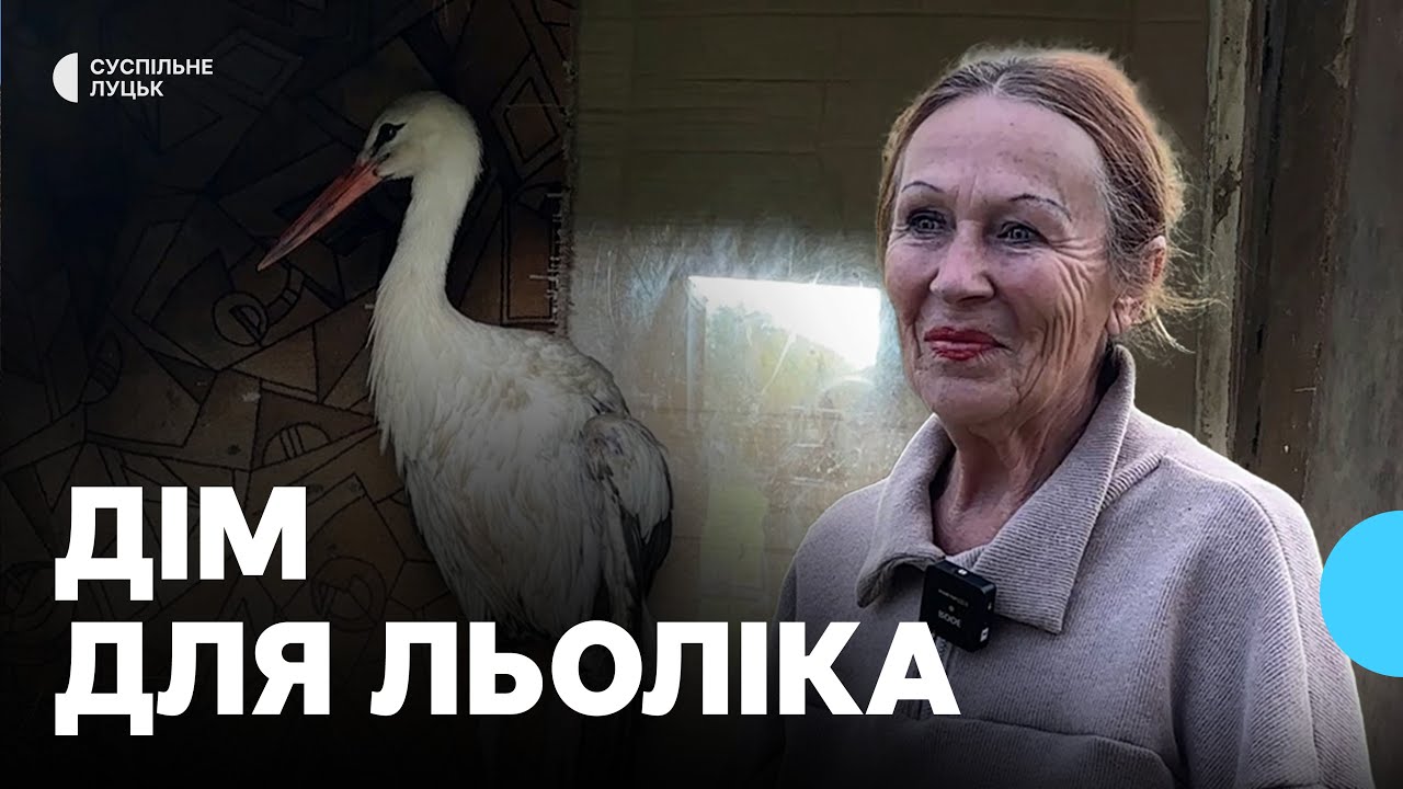 Травмованого лелеку прихистила пенсіонерка в Шацьку