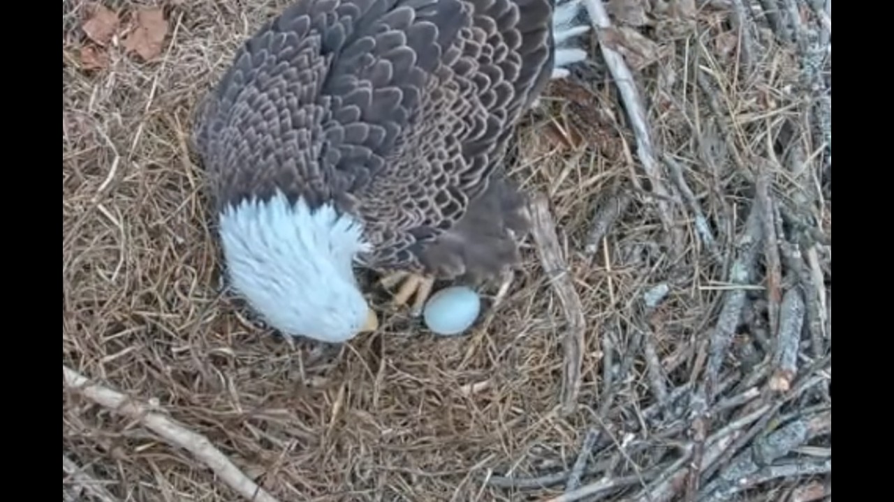 NCTC Bald Eagle Nest on 2/18/26 Bella lays🥚🥚 her 2nd egg @ 15:22:03 PM