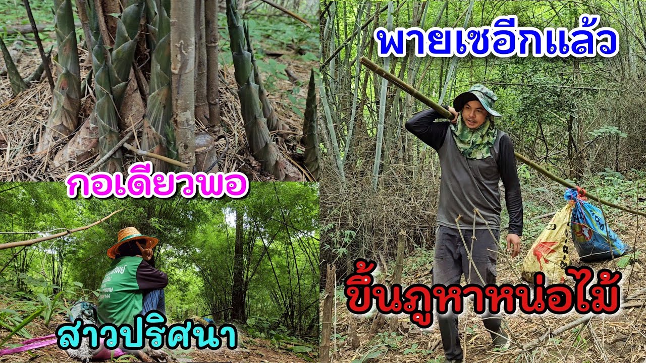 EP539หมายนี้ไม่เคยพลาด หน่อไผ่รวกภูเขา ลากลงภูเกือบตาย!!!