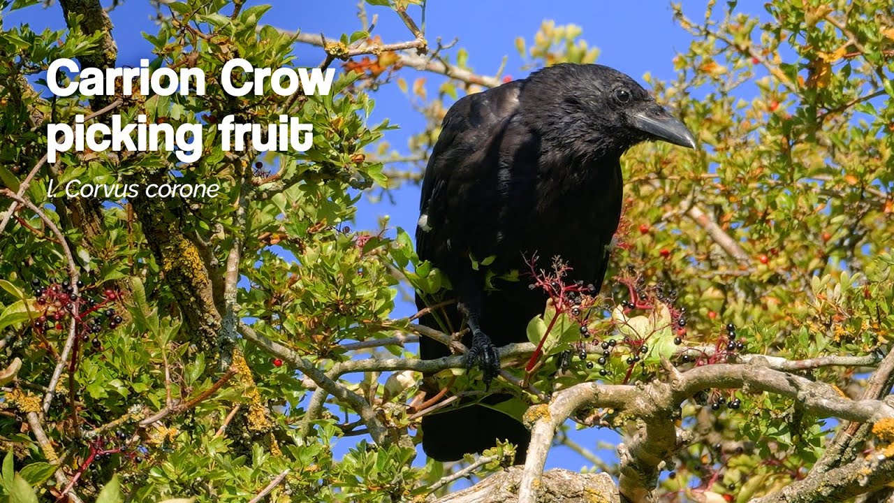 Carrion Crow (Corvus corone) Picking Ripe Berries