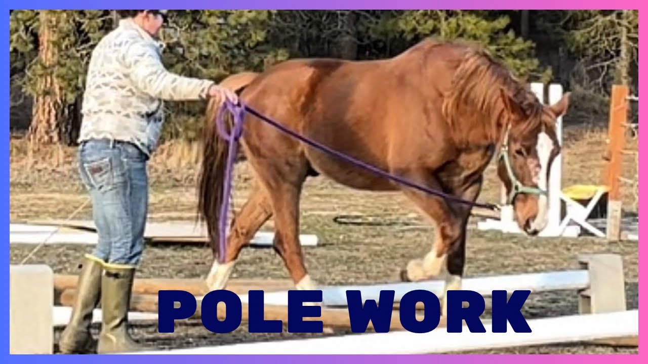 Slowing Down a Horse that Rushes with Pole and Lateral Work 