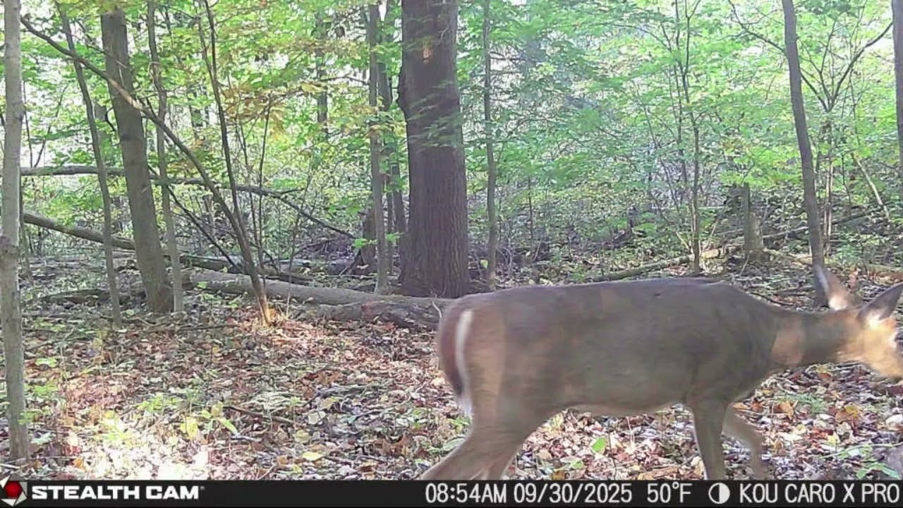 2025 trail camera in Michigan wilderness Public land (Caro)