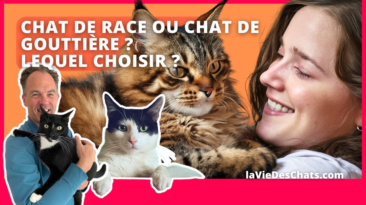 CHAT DE RACE OU CHAT DE GOUTTIÈRE ? LEQUEL ADOPTER ?
