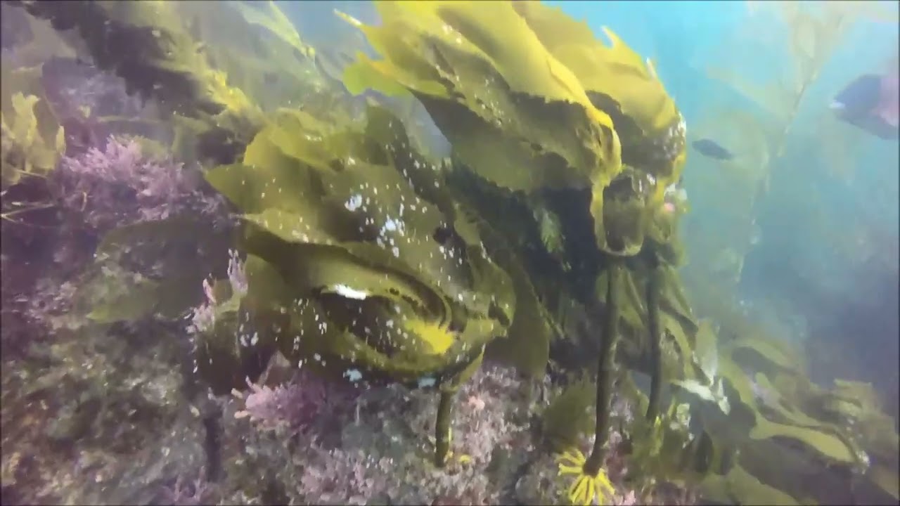 SCUBA DIVING WITH BEAUTIFUL GARIBALDI FISH