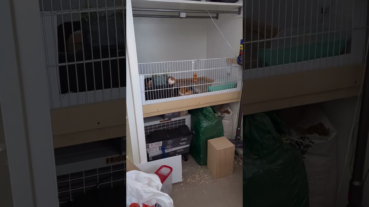 guinea pigs eating green beans