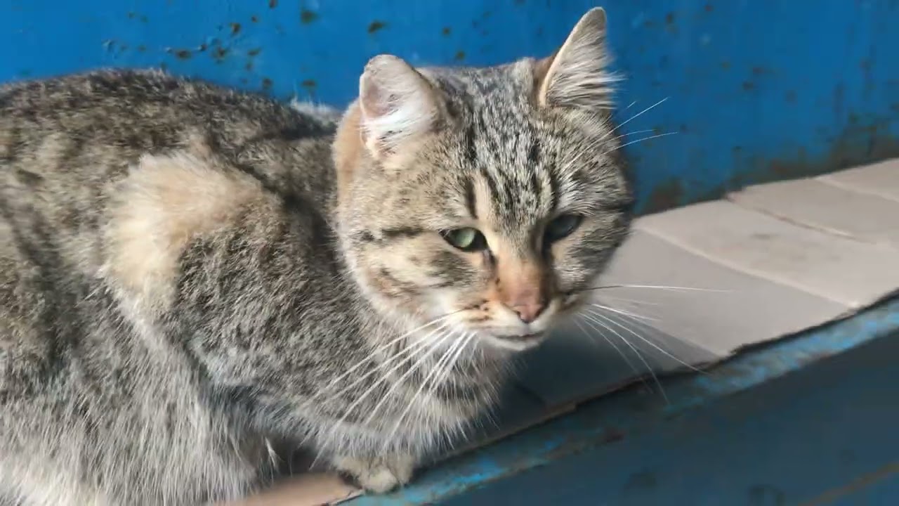 The Sweetest and Most Gorgeous Cat Larisa