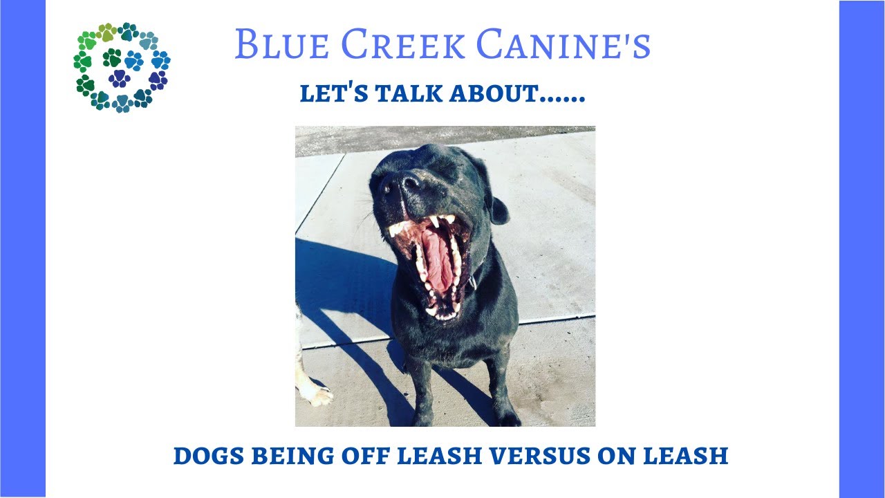Let's talk about:  Dogs being off leash versus on leash.