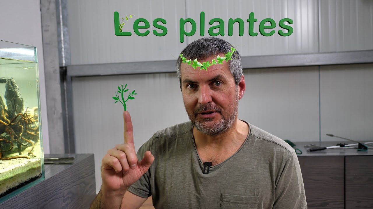🪴Comment placer vos plantes dans votre aquarium (🐠Floraquatic🌱)