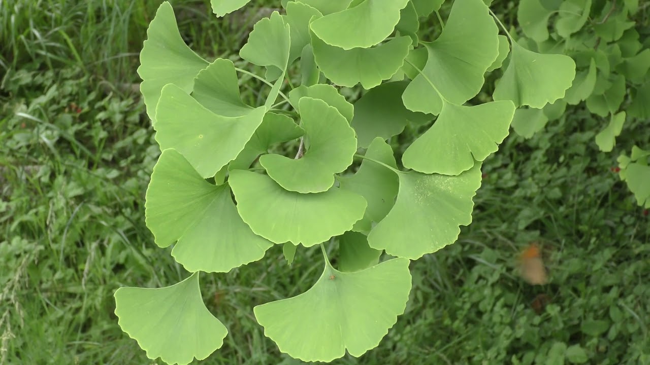 SAINT-JEAN-PIED-DE-PORT / DONIBANE GARAZI (PYRENEES-ATLANTIQUES) - L'UN DES PLUS BEAUX VILLAGE