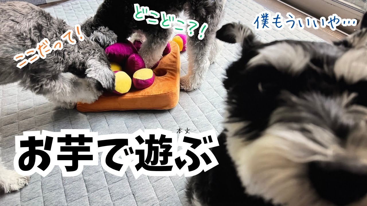 【愛犬の日常】秋にもってこい！のお芋のノーズワークで愛犬と遊んでみた