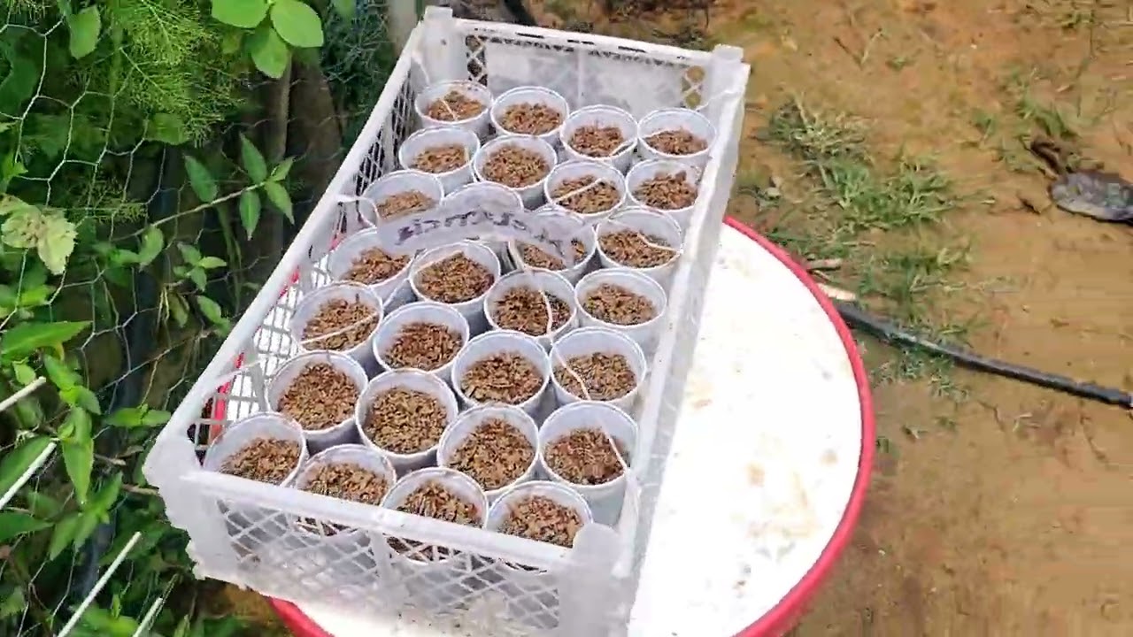 🌧️ Roça Azul 🌿 | Dia de Chuva na Roça: Café Quentinho e Terra Molhada