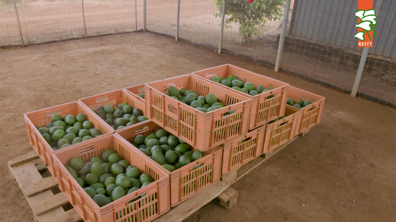 Keitt Home Of Avocado Farmers 2