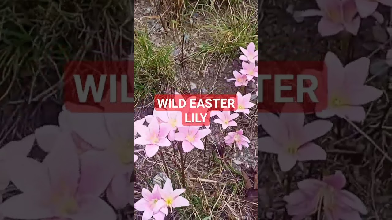 #WILD EASTER LILY #herbal #medicinal #natural #health #essential #viral #viralvideo #viralshorts