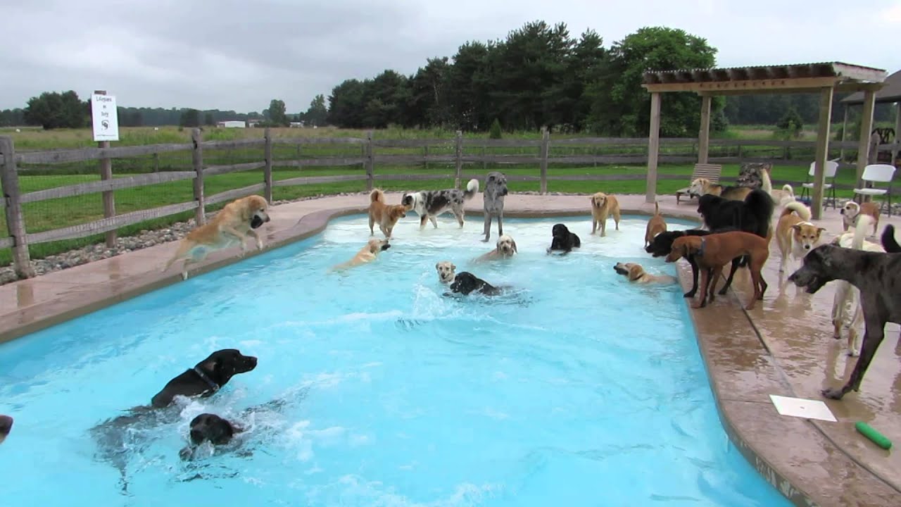 Now THIS is a Pool Pawty!