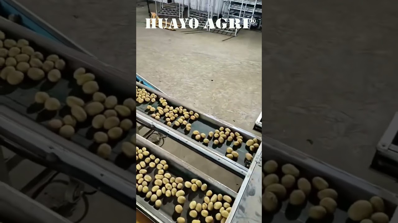 Potato Grading Machine Potato Sizer for commercial Potato Farm
