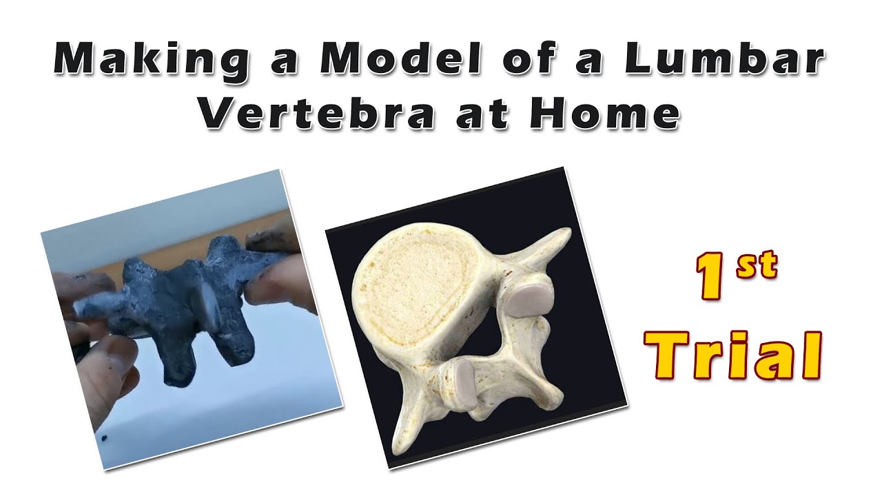 Making a Model of a Lumbar Vertebra at Home - 1st Trial