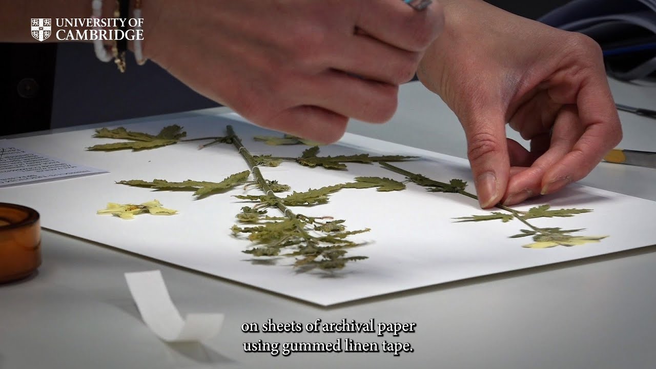 How herbarium specimens are prepared at the Cambridge University Herbarium