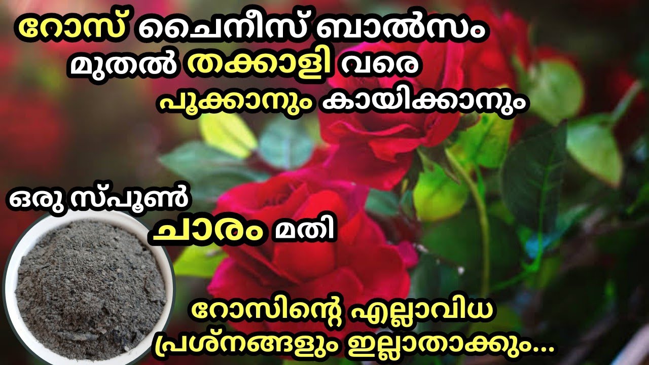 ചെടികളും പച്ചക്കറികളും നിറഞ്ഞു പൂക്കാൻ ഒരു സ്പൂൺ ചാരം മതി/wood ash fertilizer & Pesticide for plants