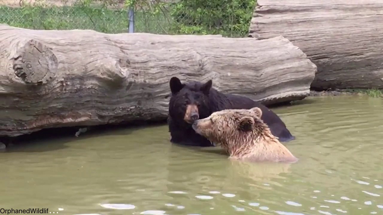 Happy bears