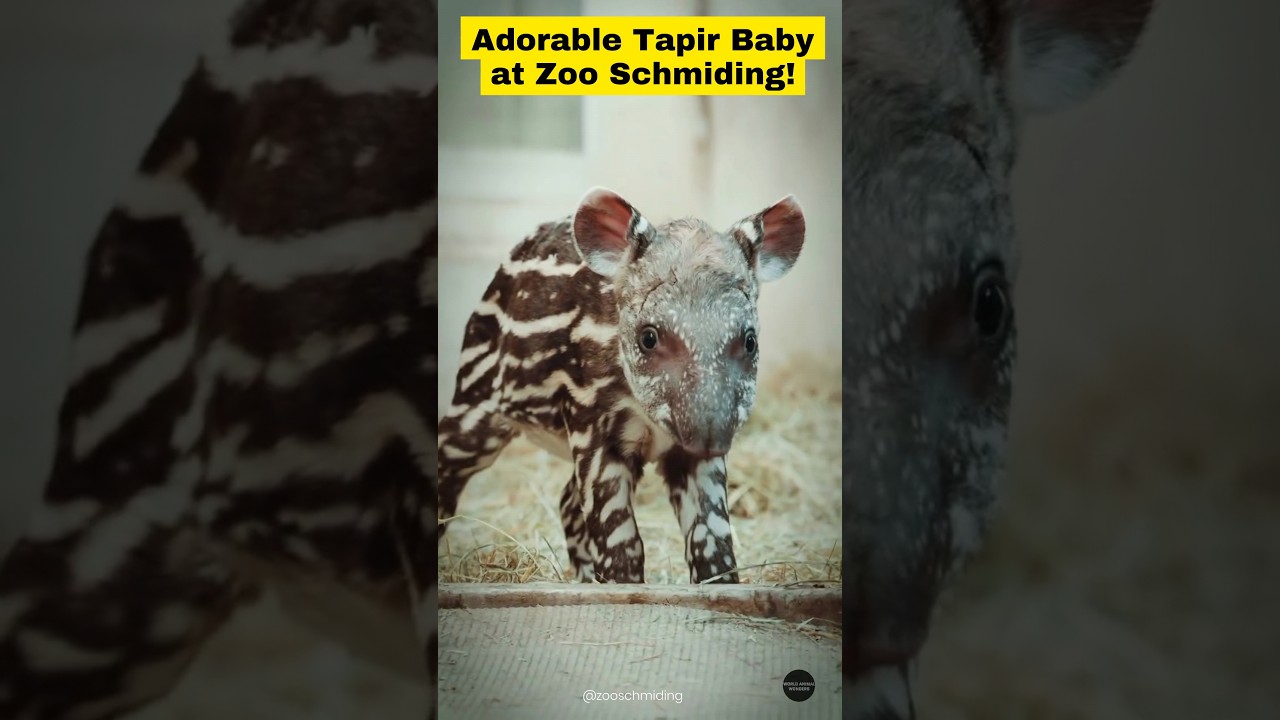 This Tapir Baby is Too Cute to Handle!