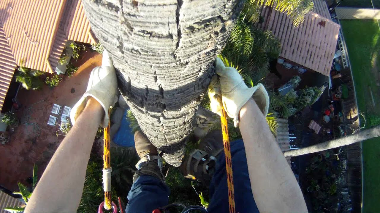 Climbing 70 ft palm tree in 2 mins