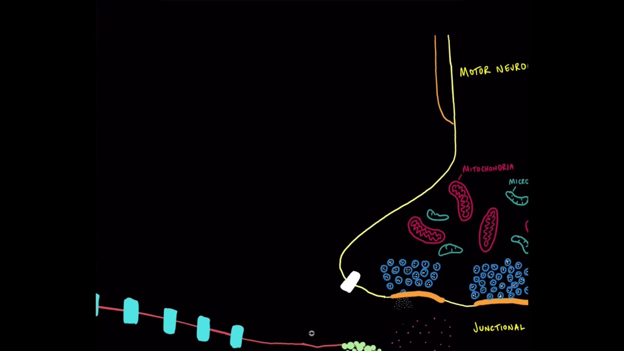 NM physiology 5: Exocytosis of Acetylcholine