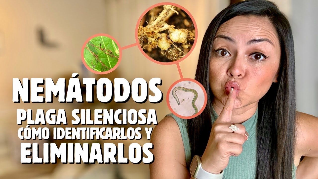 🪱NEMÁTODOS, infestación masiva en más de 100 SUCULENTAS y no lo sabía 😩 te cuento la SOLUCIÓN✅
