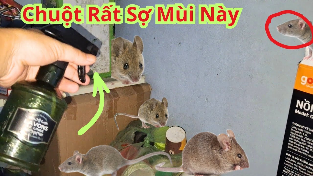 Chỉ Cần 2 Thứ Này Nhà Bạn Quanh Năm Không Bao Giờ Có Chuột. Cách Xua Đuổi Chuột Ra Khỏi Nhà Cực Hay