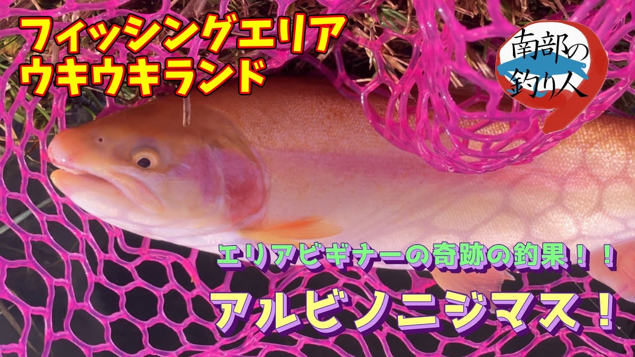 【エリアトラウト】エリアビギナーの軌跡の釣果！アルビノニジマス！