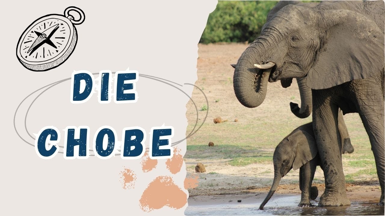Chobe 🇧🇼 | November 2019
