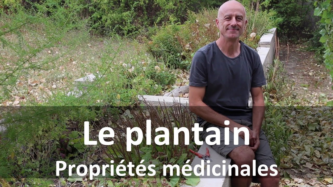 Plantain : piqûres, brûlures, problèmes de peau, ulcères
