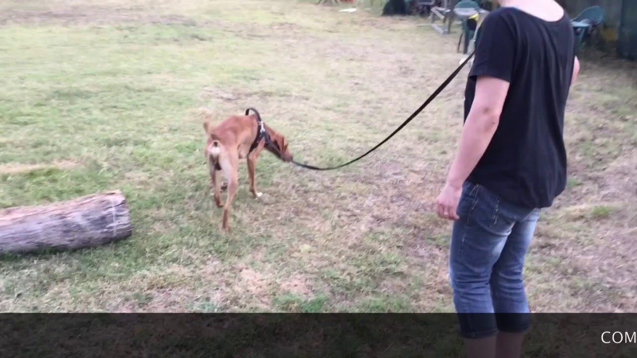 Tu o Il Tuo Cane Tirate al Guinzaglio ? In  5 Minuti La Soluzione