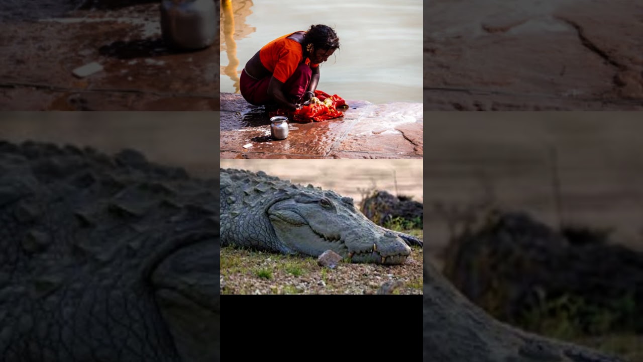 Crocodile drags a woman into the river and eats her alive in Odisha, India.