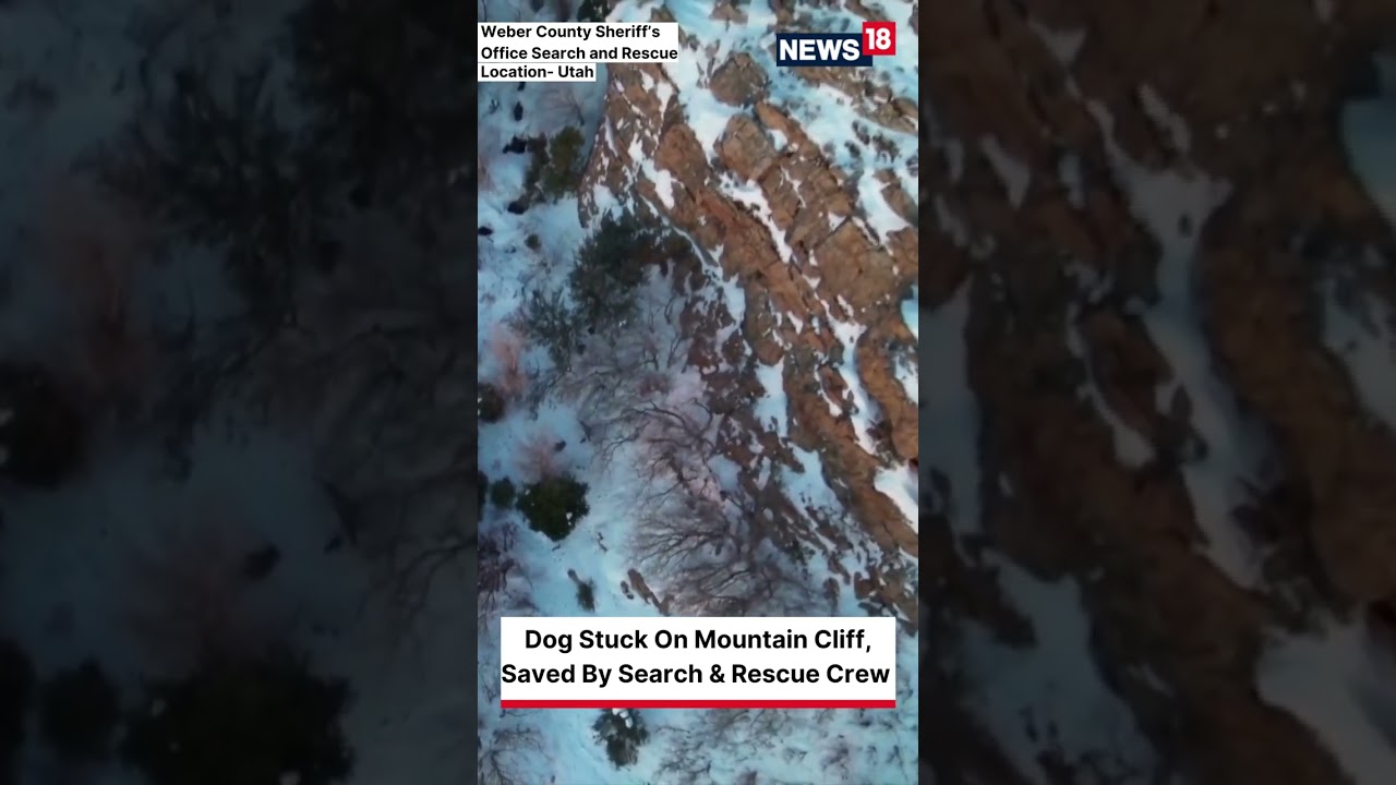 Dog Stuck In Frozen Mountain, Rescued By Search Crew In #Utah #dogrescuevideos #shorts #news18