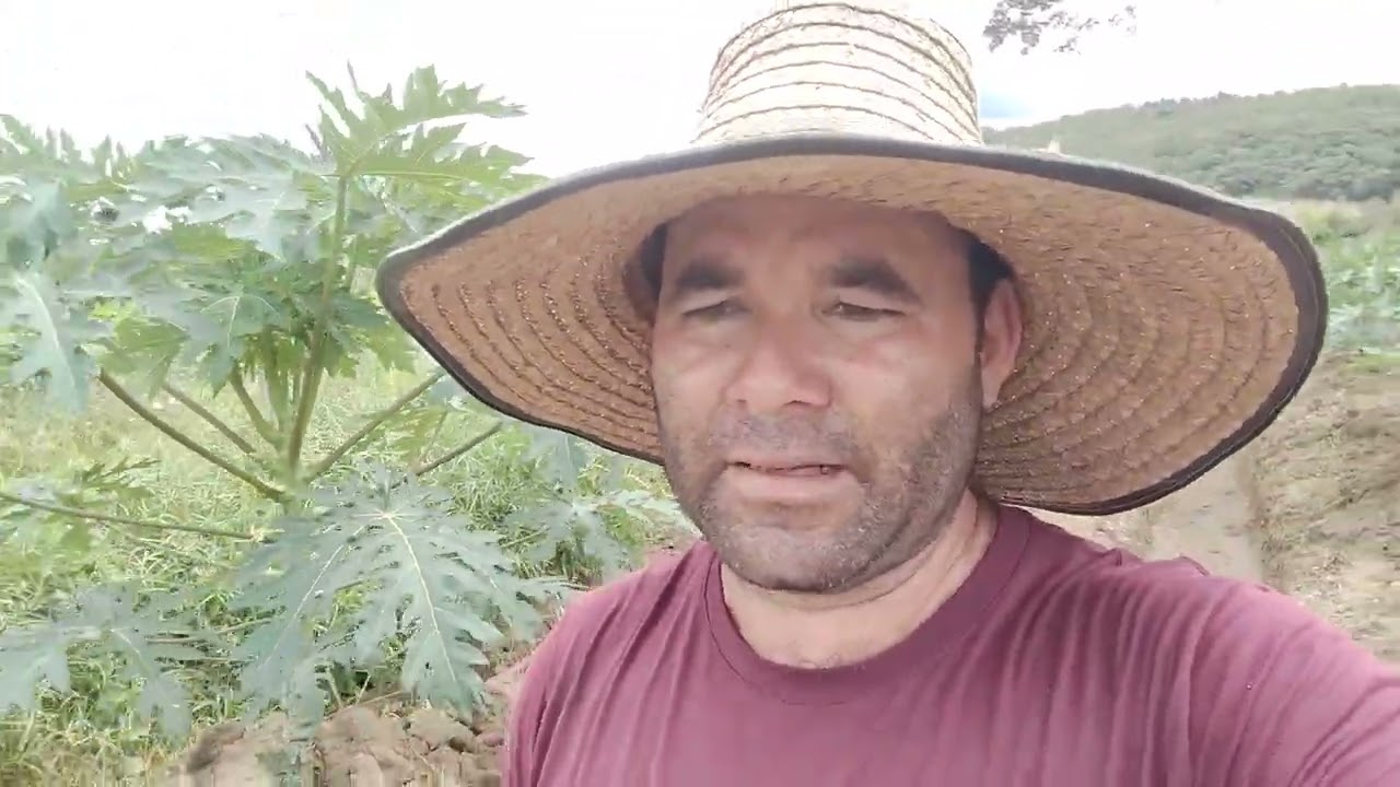 ¿Se puede abonar con gallinaza el cultivo de papaya?.
