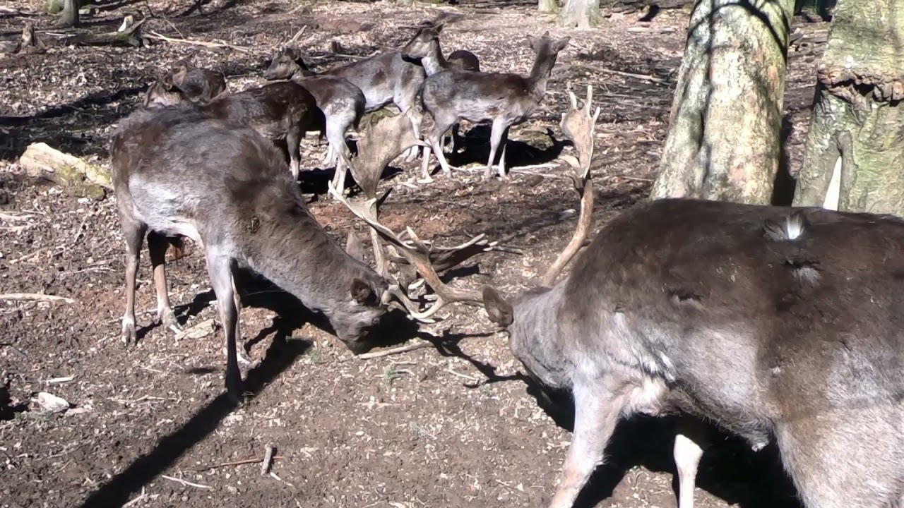 Bad Säckingen Wildgehege und Bergsee