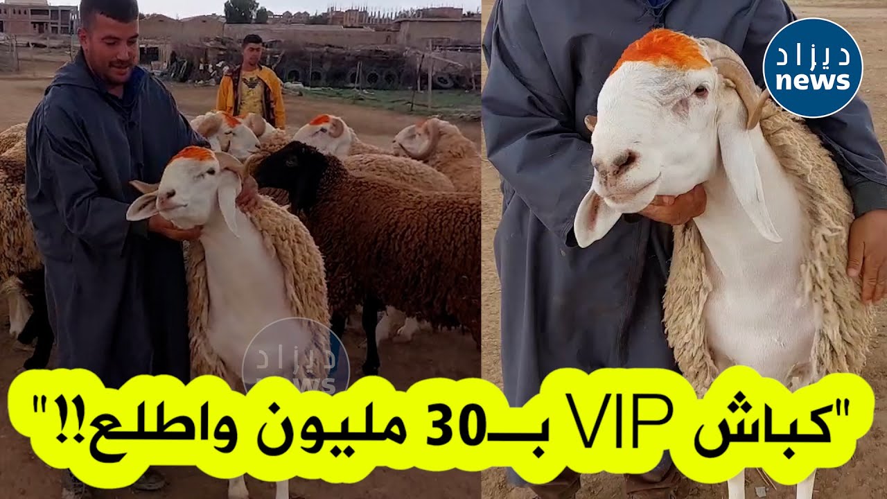 موّال في باتنة يعرض كباش للعيد بـ30 مليون فما أكثر: