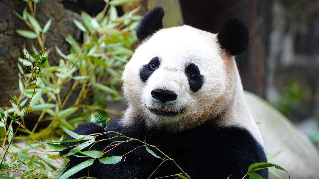 Neues Panda-Paar im Wiener Tiergarten Schönbrunn angekommen