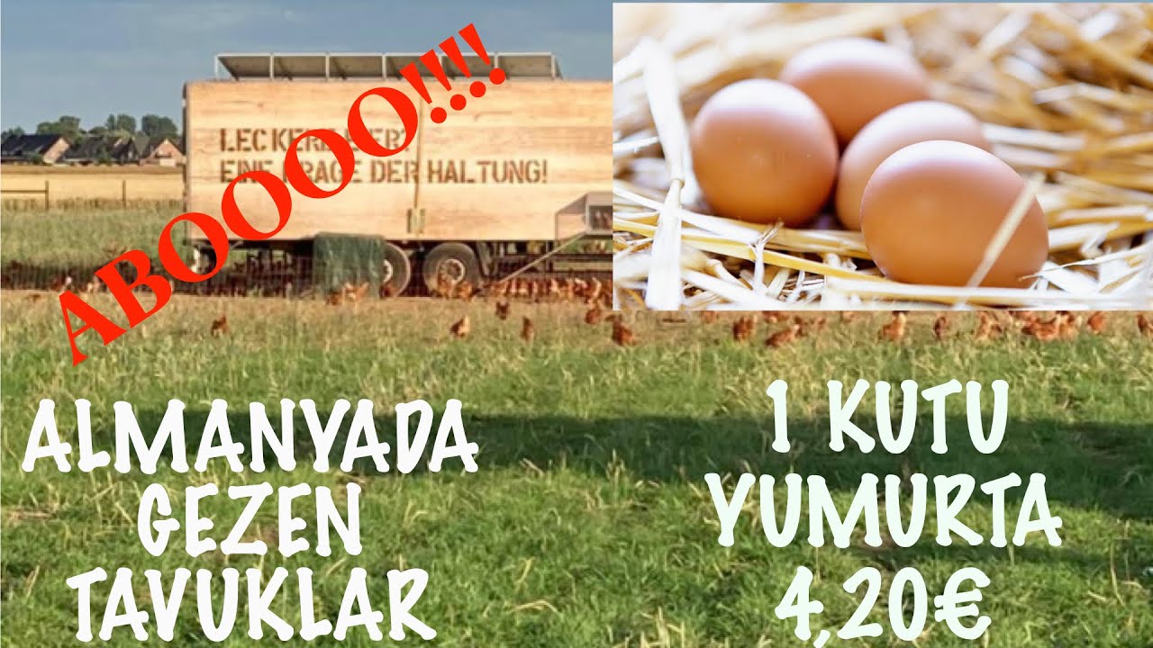 ALMANYADA GEZEN TAVUKLAR   BIR KUTU YUMURTA 4.20€