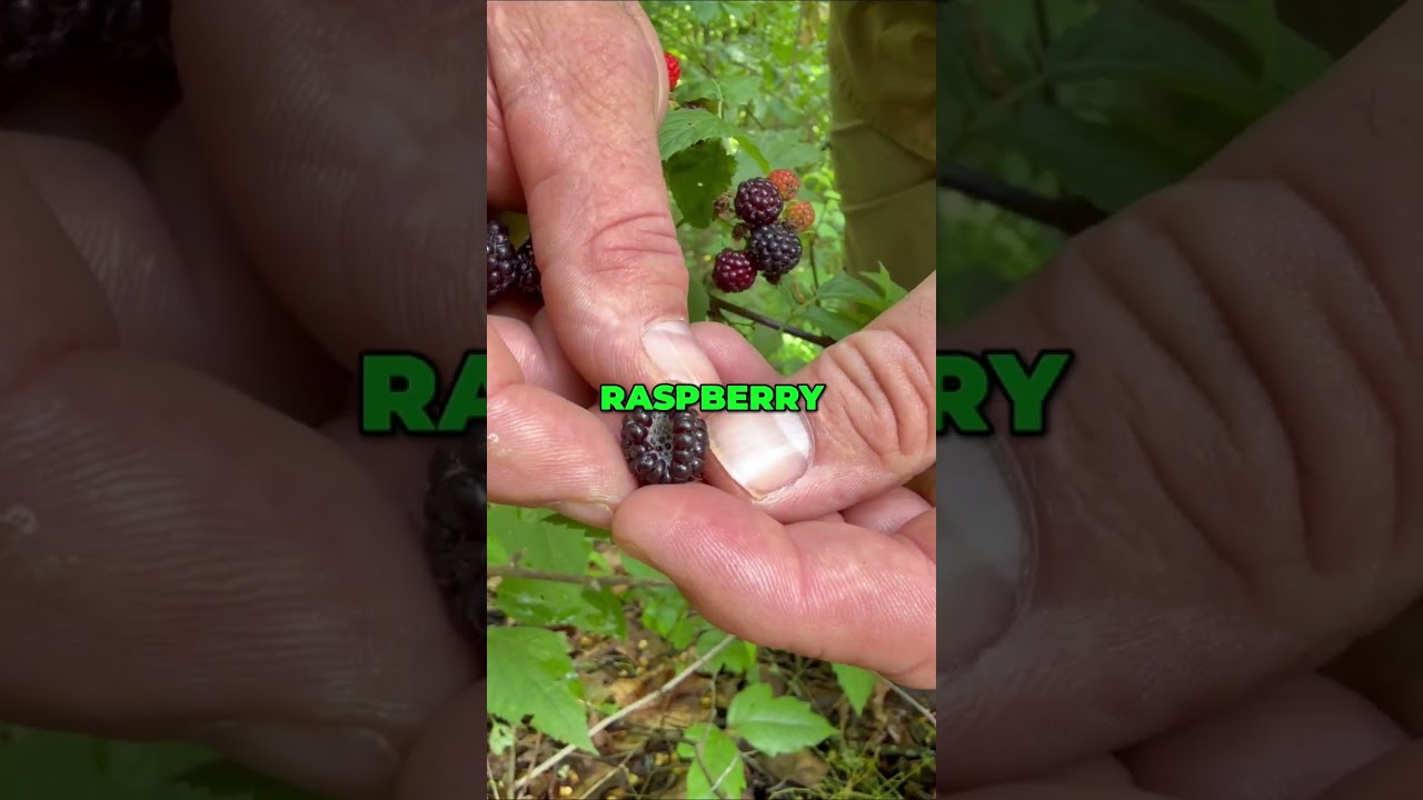 Wild Black Raspberries: A Hiker's Delicious Discovery!