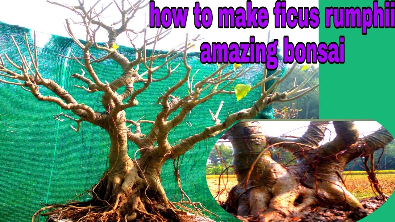 How To Make Ficus Rumphii Bonsai Tree At Home Its A Amazing Bonsai #jana bonsai #